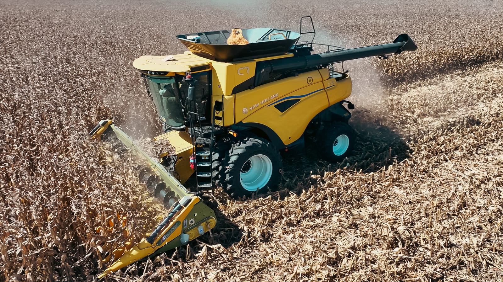 El maíz es un cultivo clave