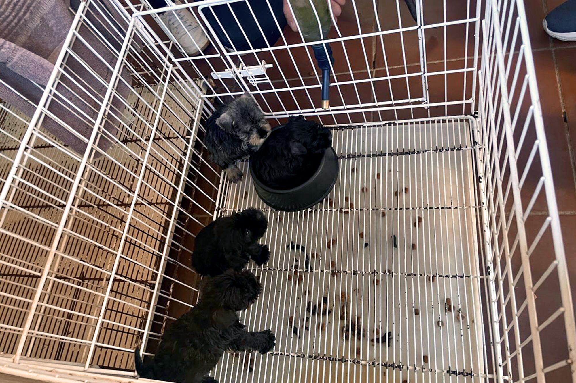 Crueldad animal: tenía un criadero ilegal de perros en su departamento y lo absolvieron, pero ahora deberán volver a juzgarlo