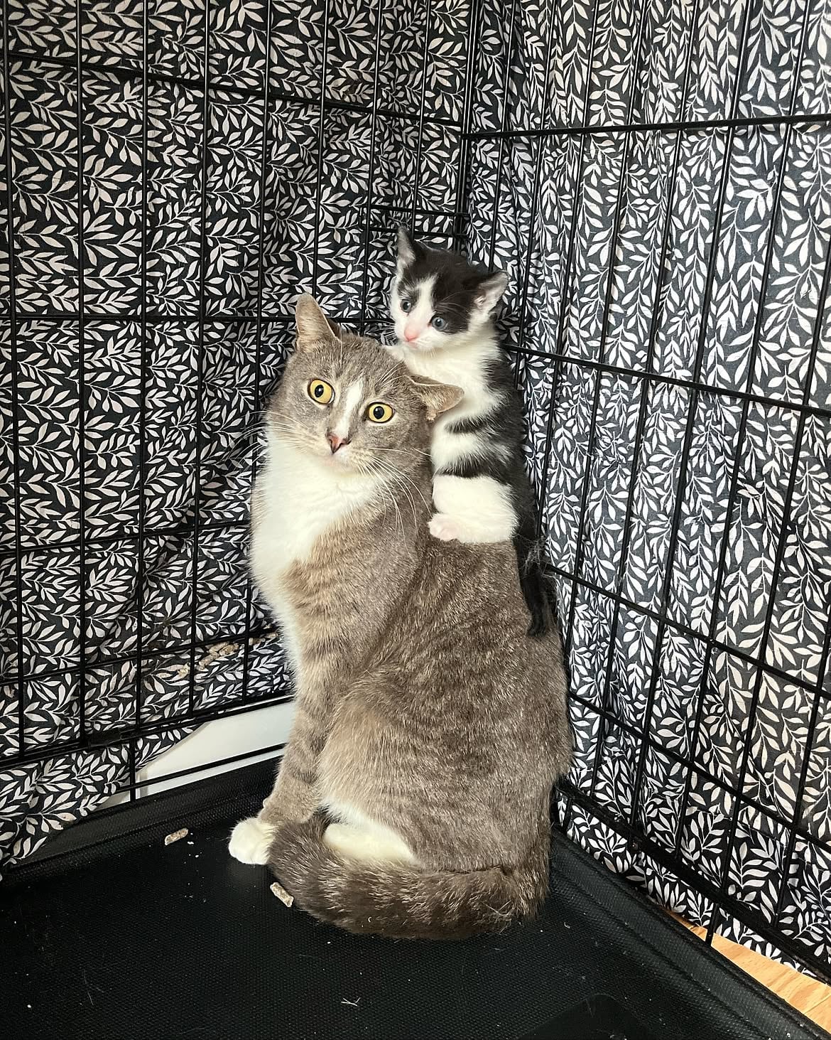 Una trampa permitió finalmente capturar a la gata y reunirla con sus crías (Foto: Instagram @heidiwranglescats)