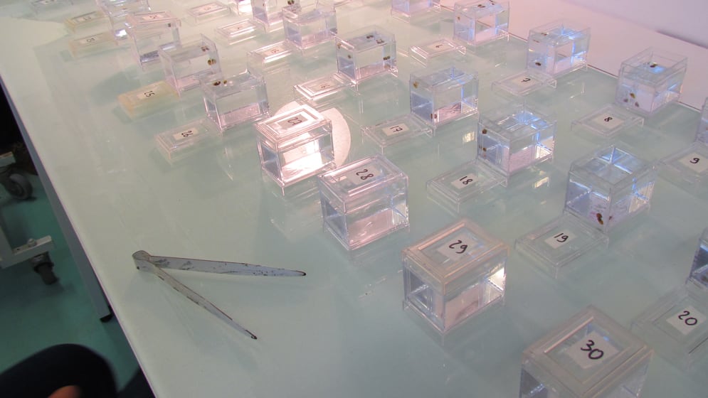 Un trabajo liderado por un científico del CONICET concluyó que la explicación clásica de la depresión por consanguinidad es insuficiente. Foto: gentileza investigador