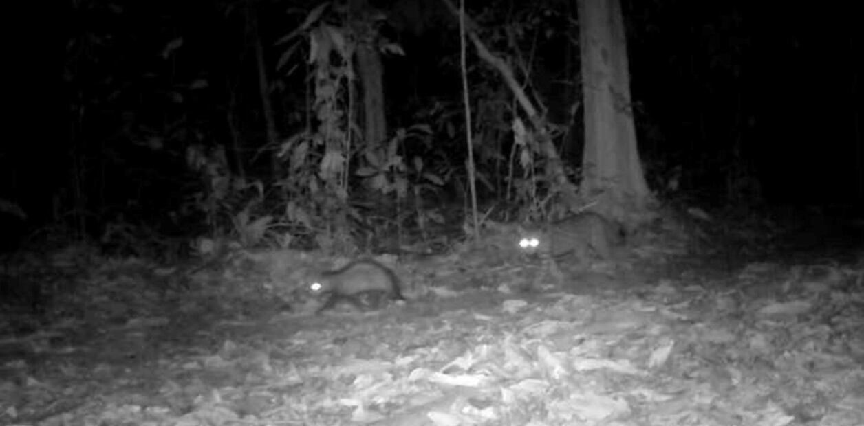 El ocelote y la zarigüeya como grandes amigos (Foto: New York Times)
