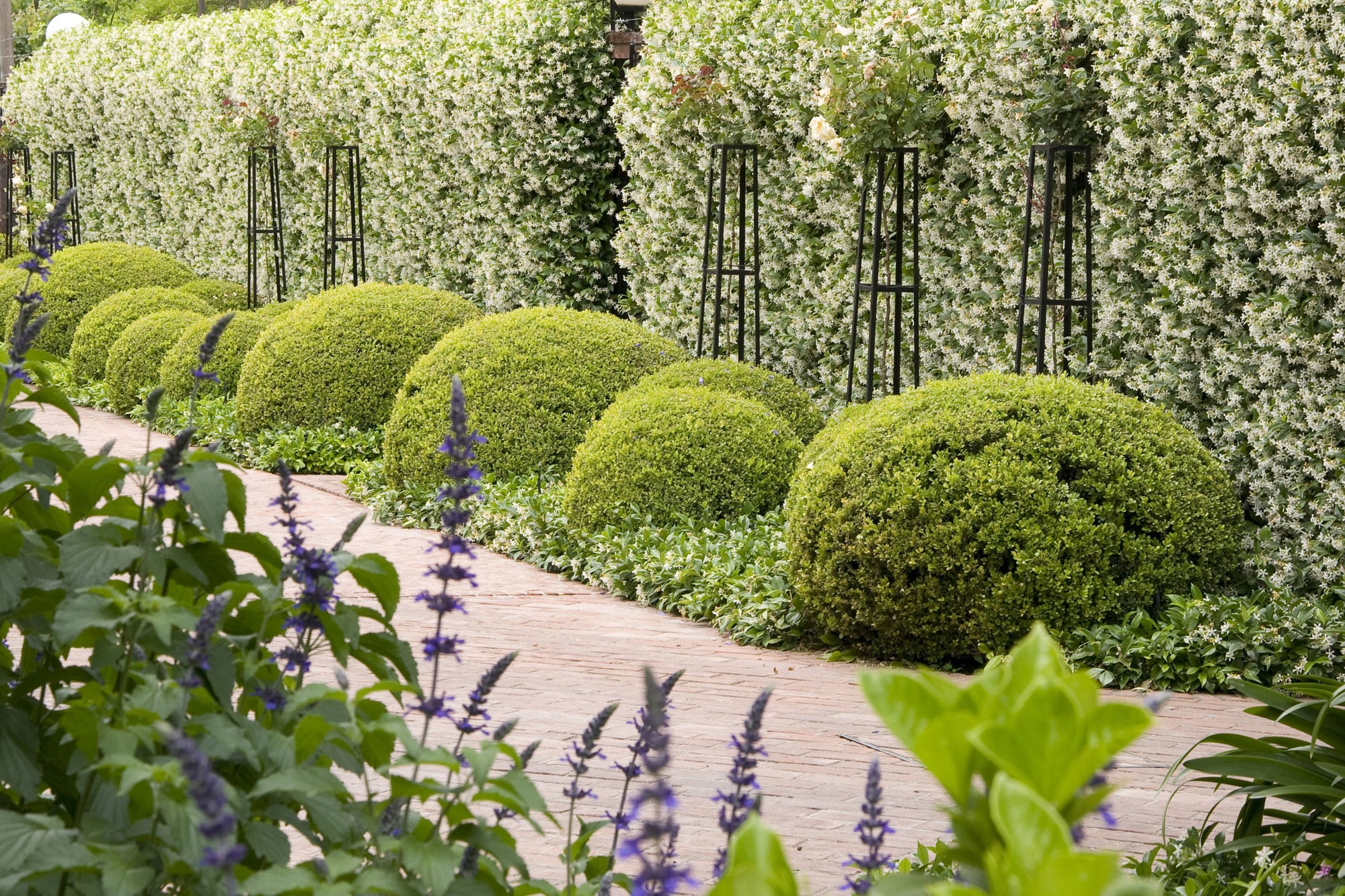 Cercos naturales: las medianeras verdes que logran ganar privacidad en la casa