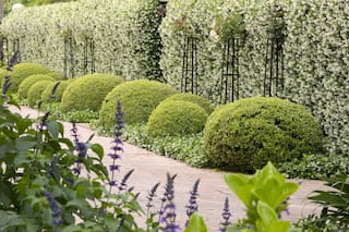 Cómo diseñar cercos naturales para ganar privacidad