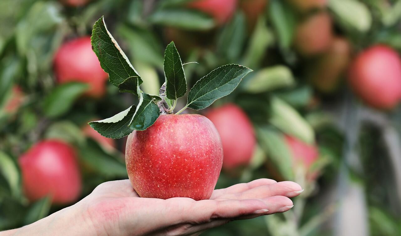 La manzana es compatible con dietas para tratar o prevenir la hipertensión (Foto de carácter ilustrativo: Pixabay)