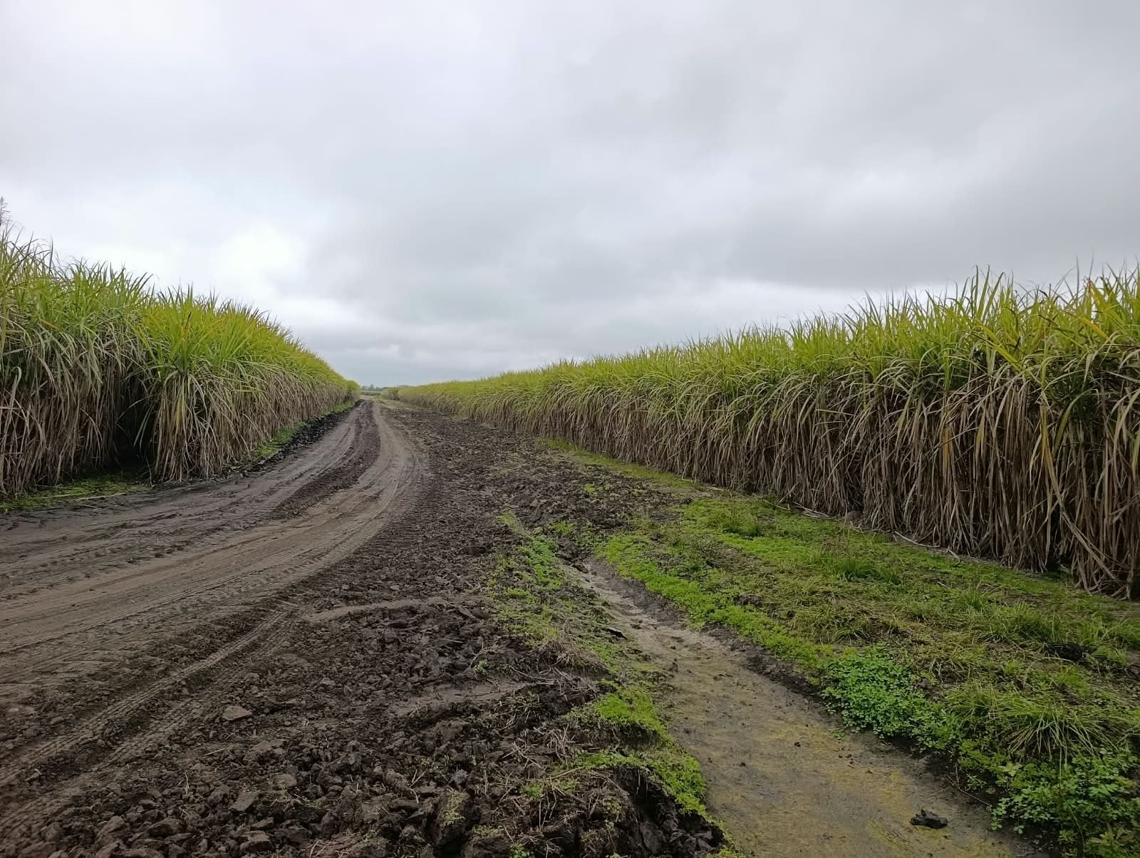 Otra actividad desarrollada por “El Umbral” es la caña de azúcar