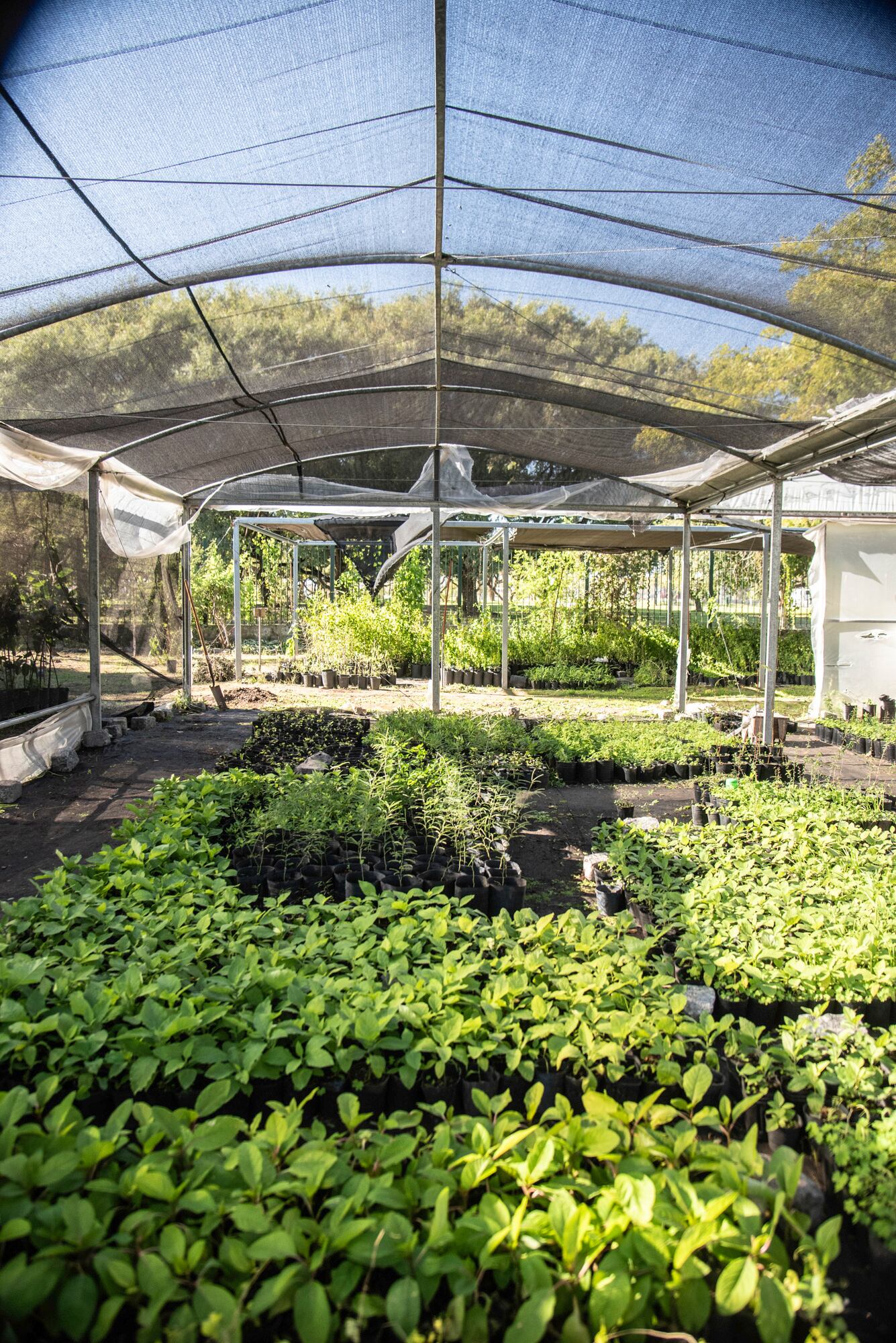 Se producen los plantines para muchos proyectos de la ciudad, además del CIFA