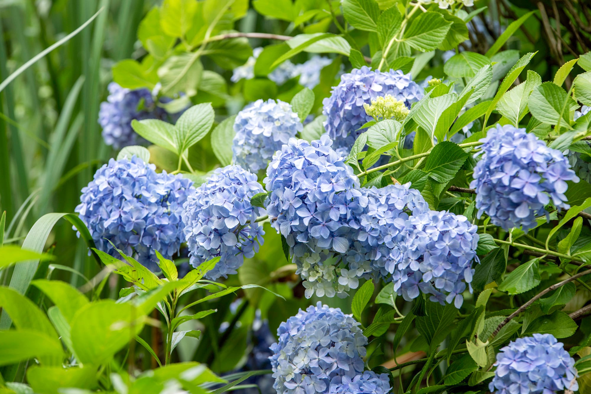 La hortensia (Hydrangea macrophylla) tiene fama de hacer que las hijas de la casa tarden en casarse