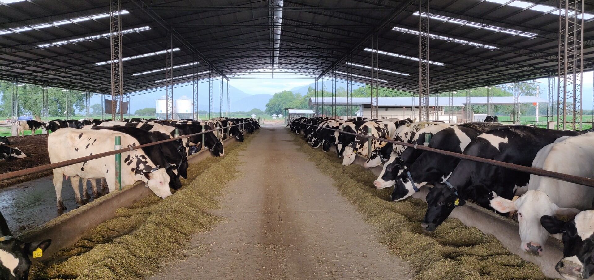 La lechería a galpón permite asegurar buenas condiciones de confort al rodeo