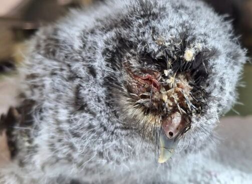 El polluelo tenía los dos ojos cubiertos con secreciones (Foto: Raven Ridge Wildlife Center)