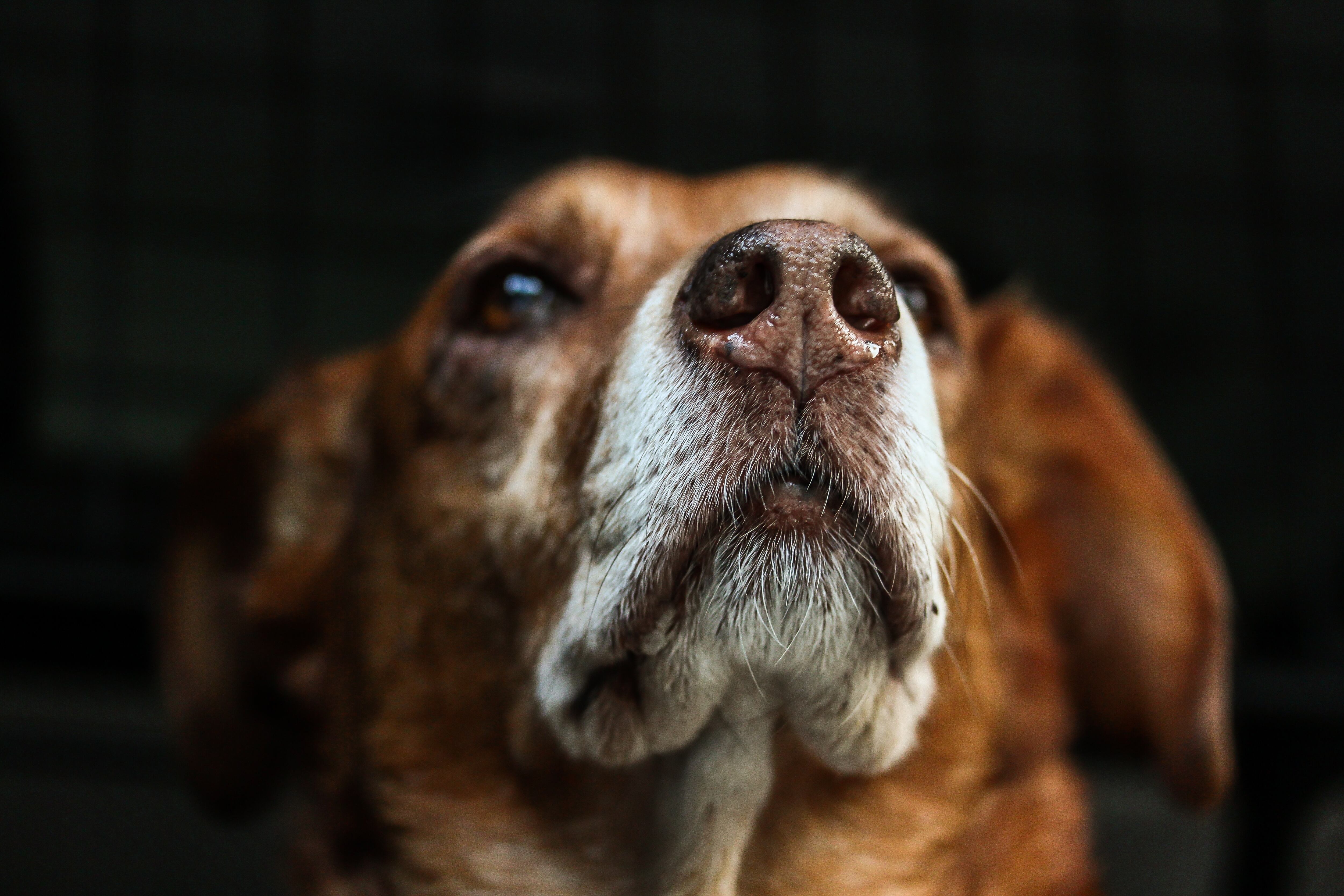 Los perros, al tener el hocico frío, pueden percibir cambios térmicos en su entorno con mayor sensibilidad