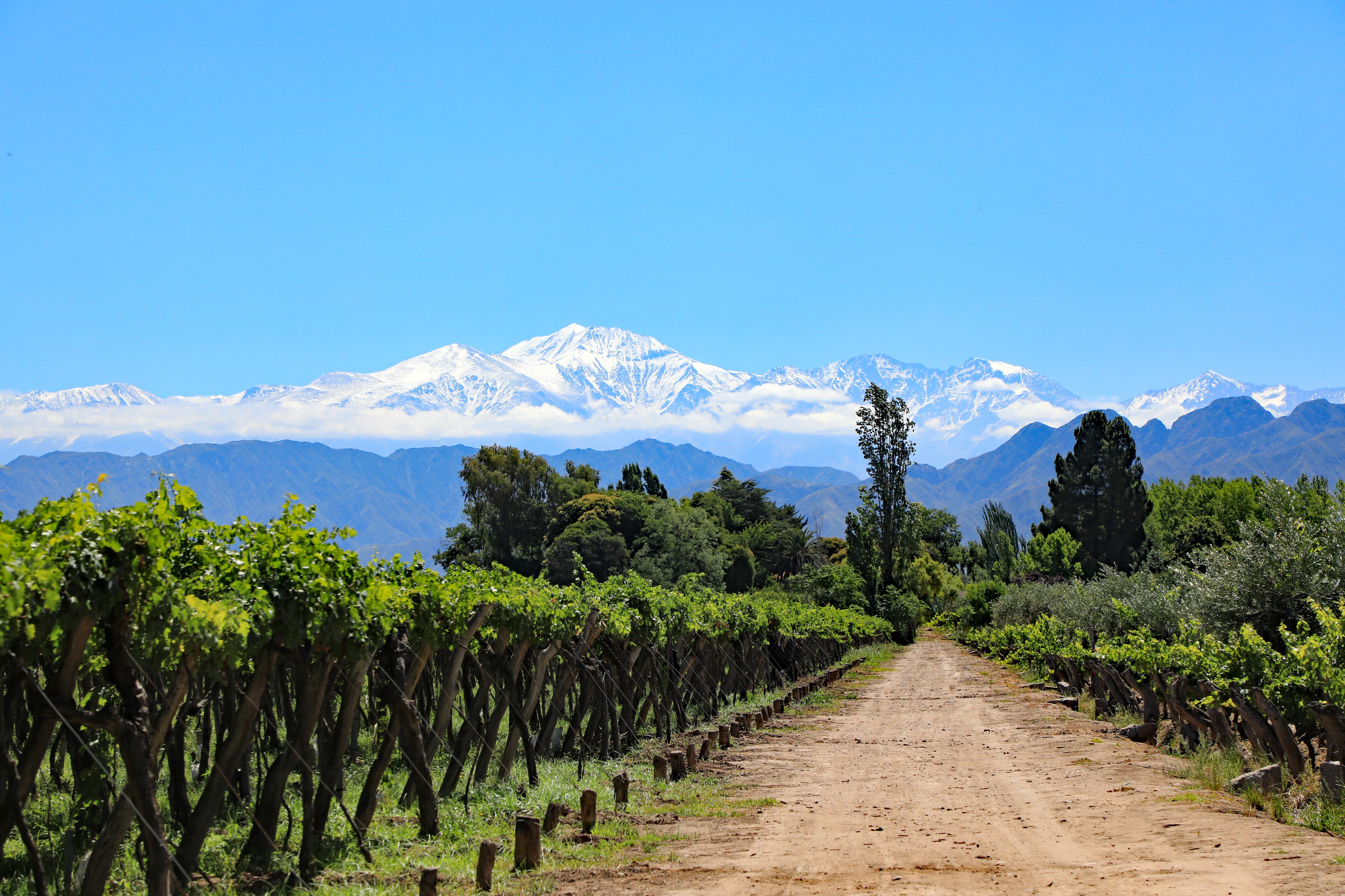 Paisaje de viñedos al pie de la cordillera de los Andes, uno de los principales atractivos naturales y culturales que potencian la calidad de vida en la provincia