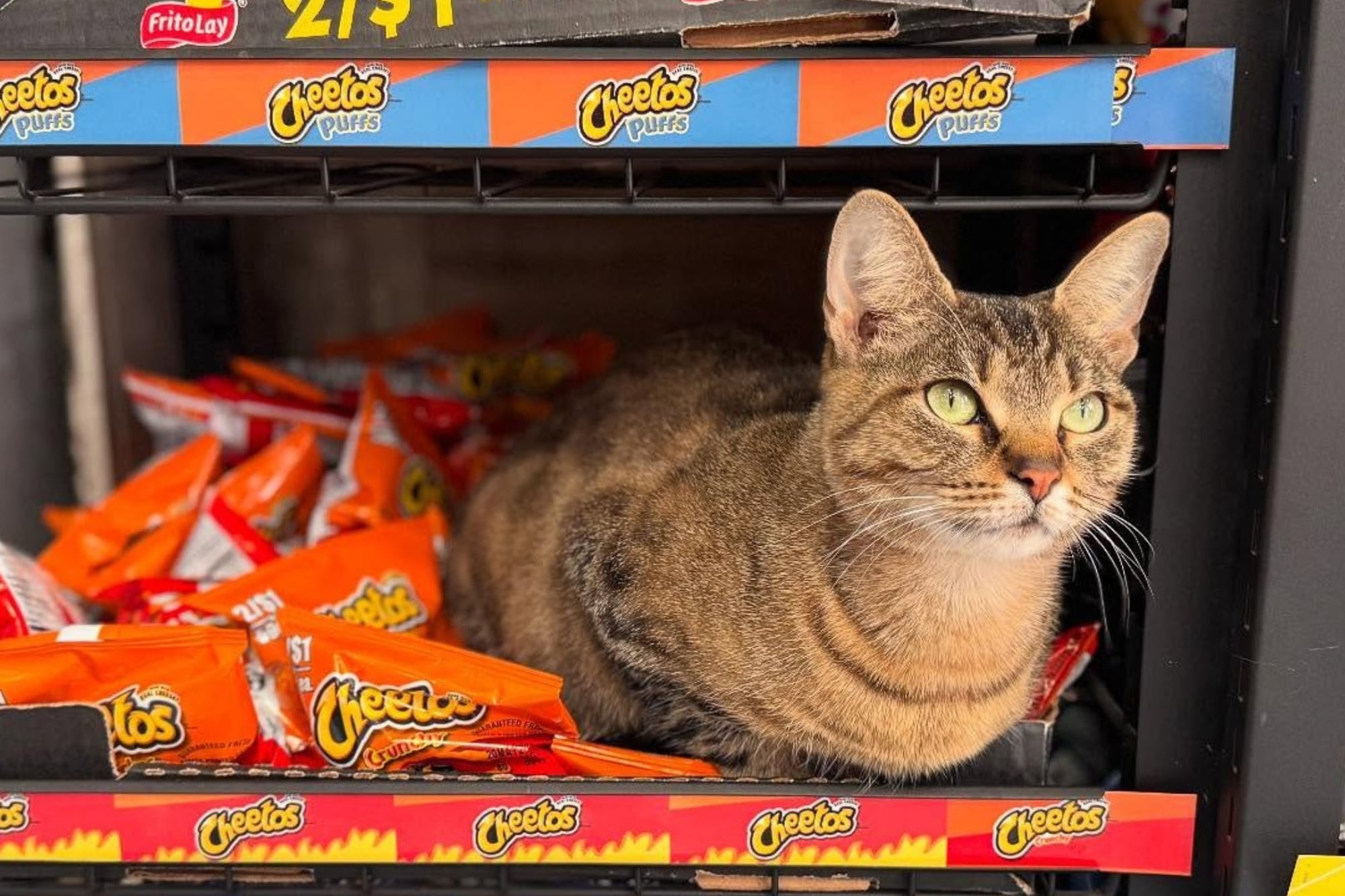 Los bodega cats son un símbolo distintito de Nueva York. Imagen: archivo La Nación.