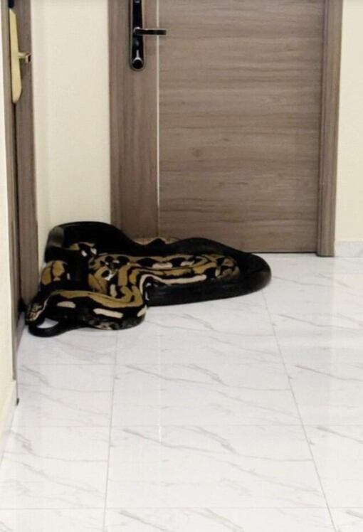 Las serpientes de gran dimensión sirvieron para amedrentar a los vecinos molestos