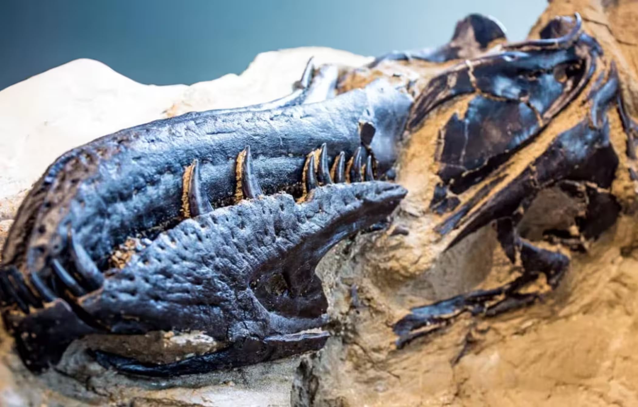 El hallazgo que celebran en Carolina del Norte: el fósil de una especie extinta que podría cambiar la historia