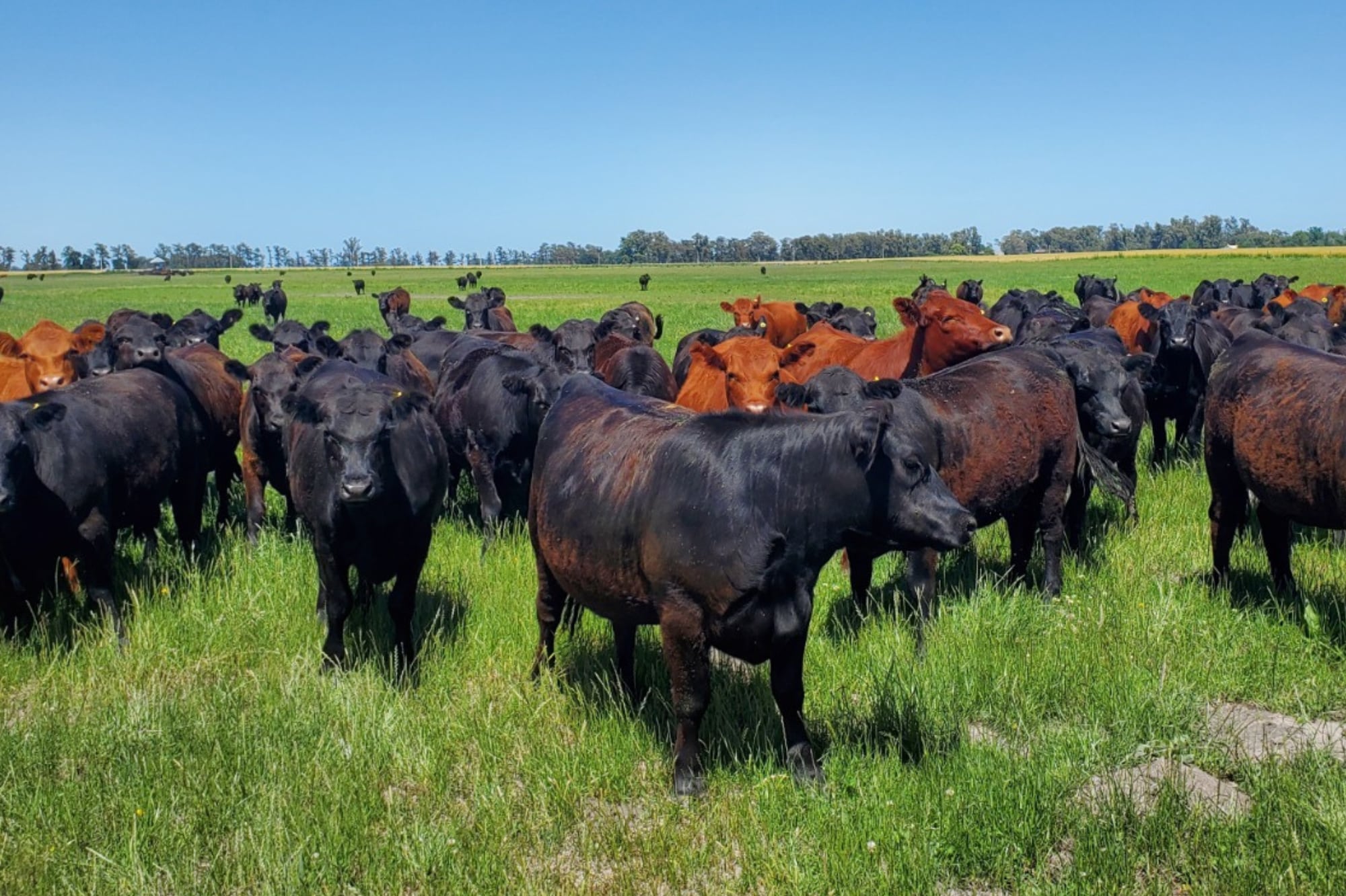 Una correcta planificación forrajera es clave para evitar anestro, mejorar la preñez y aumentar la producción de carne por hectárea