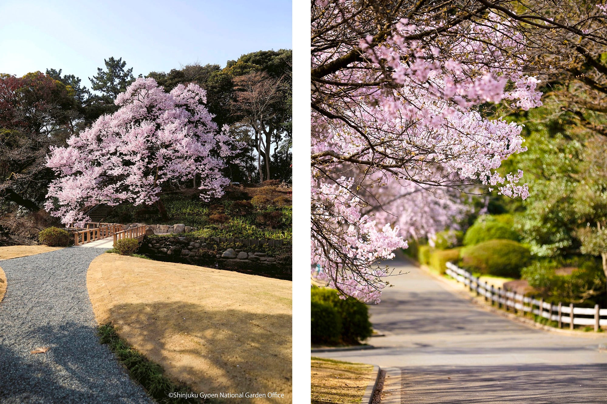 Es un lugar perfecto para vivir la tradición hanami japonesa de contemplar los cerezos en flor