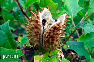 Algunas fueron demonizadas, otras prohibidas o perseguidas, pero todas sobrevivieron al paso del tiempo
