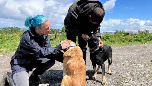 Los investigadores están colocando dispositivos de rastreo GPS en los collares de los perros pastores para rastrear sus movimientos