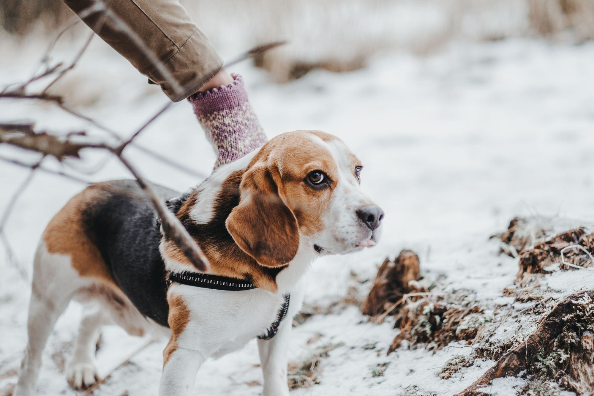 Dónde deben dormir los perros en noches frías, según los expertos