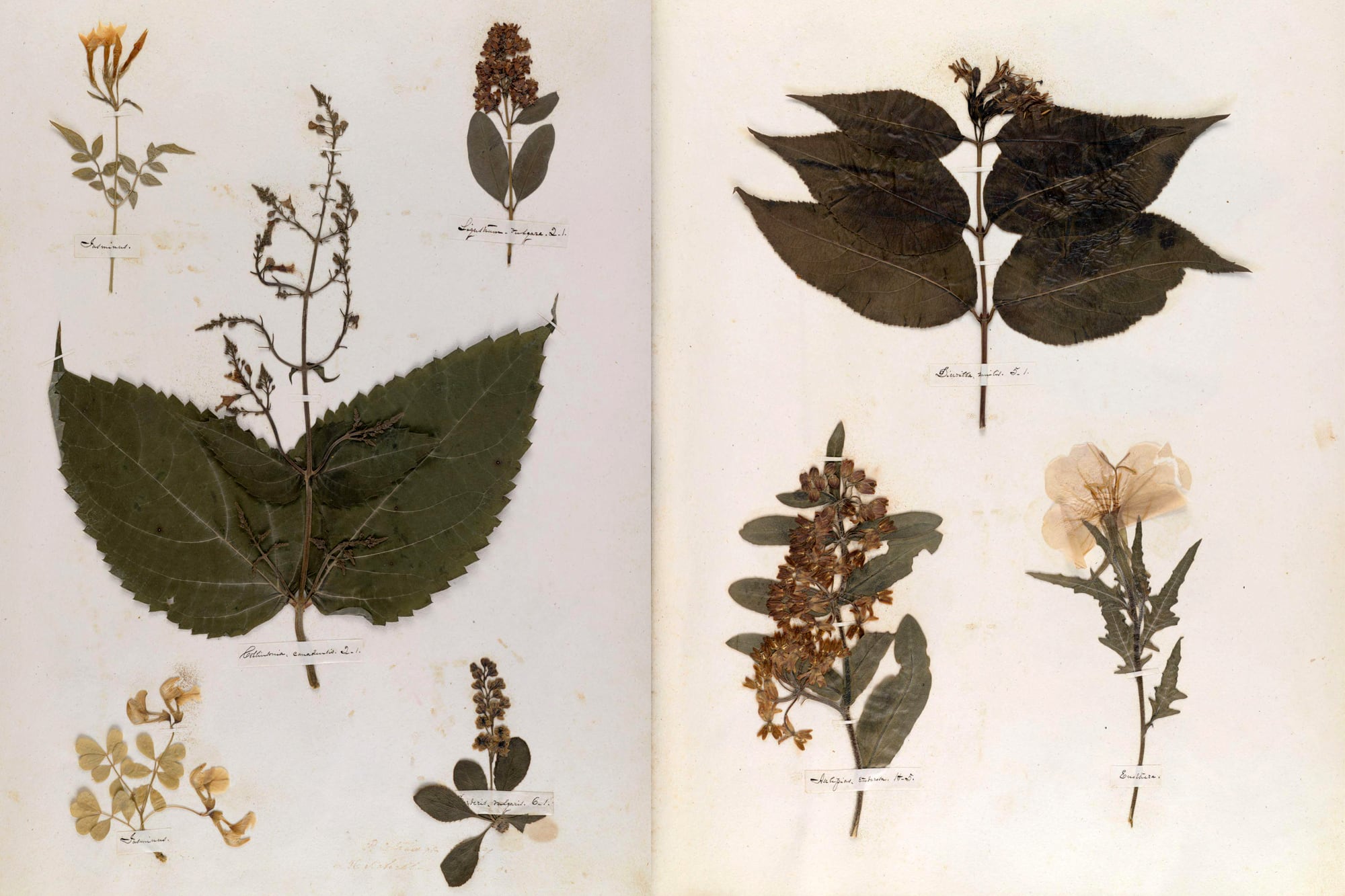 Pequeñas cintas con la caligrafía de Dickinson ponen nombre a las especies, a veces con términos científicos pero también coloquiales