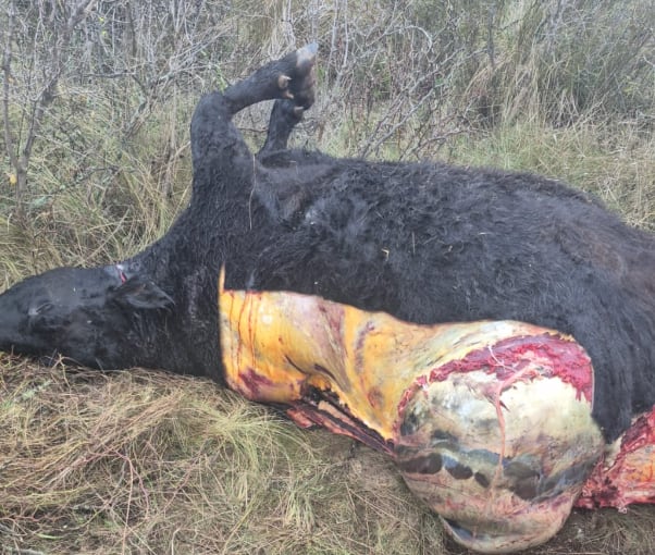 El lunes pasado, Carabajales encontró una vaca carneada y también degollada en el campo de General Acha
