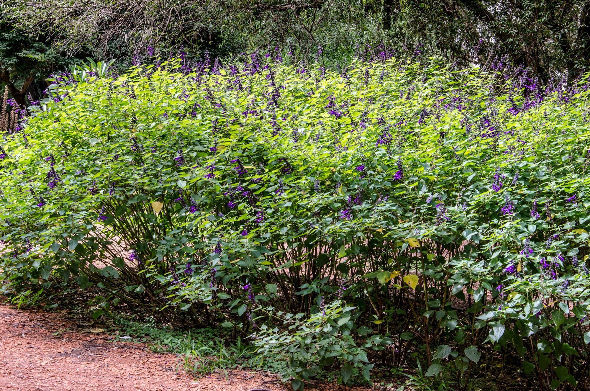 Salvias: fáciles, resistentes y con floraciones espectaculares