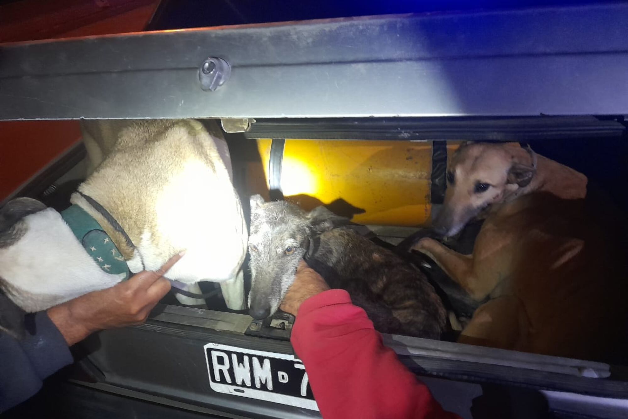 Los perros que usan para la acción ilegal