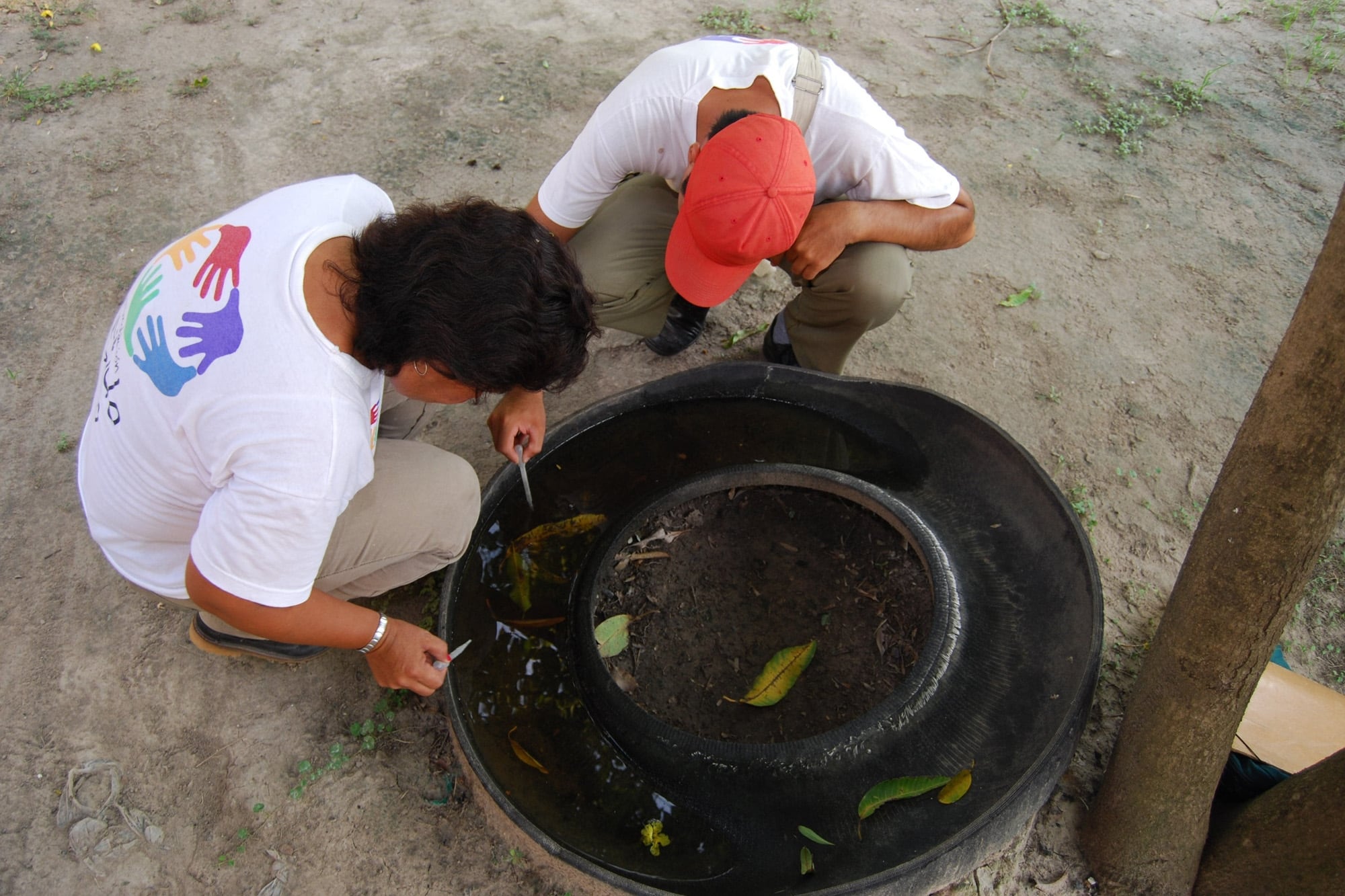Dengue: tras un inesperado aumento de casos y ante la amenaza de El Niño, buscan intensificar la prevención 6 Los neumáticos abandonados con agua acumulada pueden convertirse en criaderos de mosquitos transmisores
