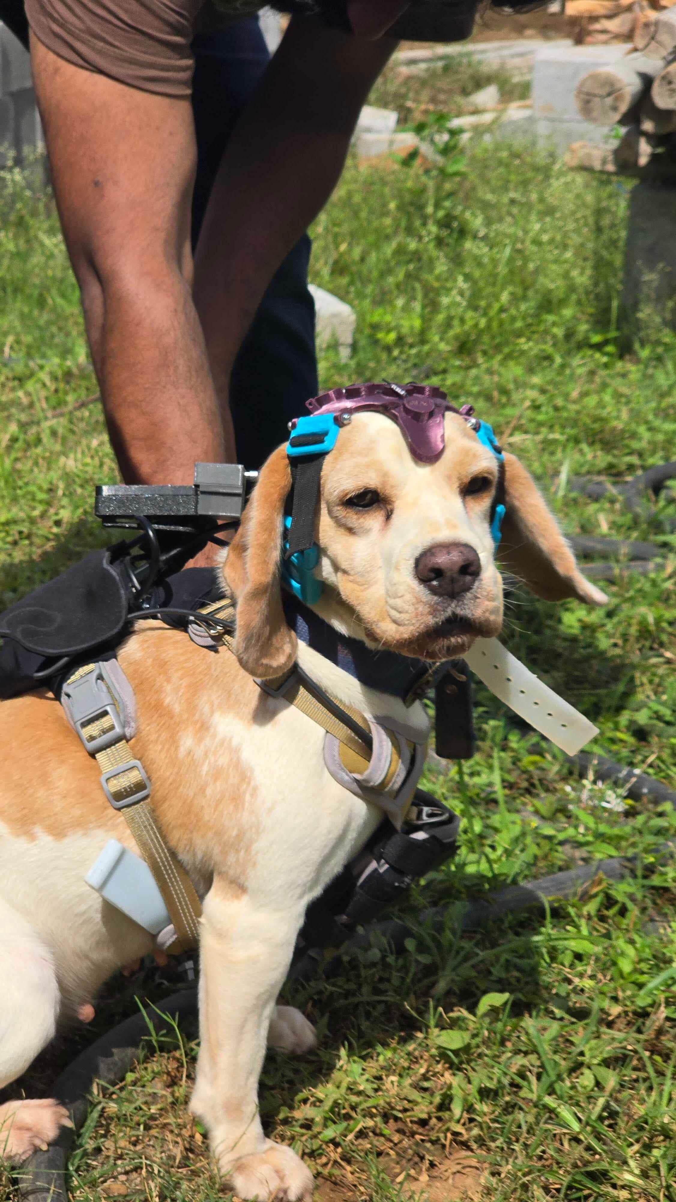 Uno de los perros entrenados por Dognosis con el equipamiento desarrollado para registrar actividad cerebral, respiración y lenguaje corporal durante las pruebas