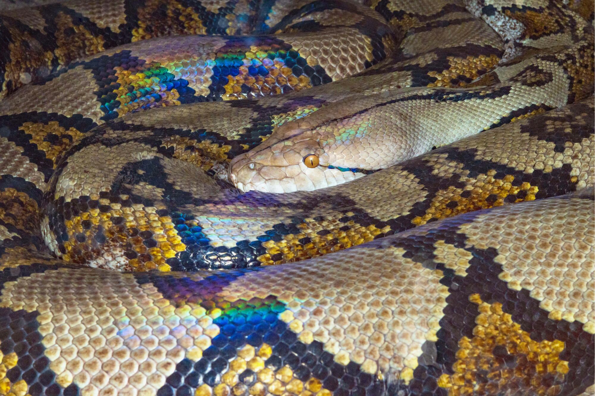 Impresionante hallazgo: descubren los restos de una serpiente que podría haber sido más larga que un autobús escolar