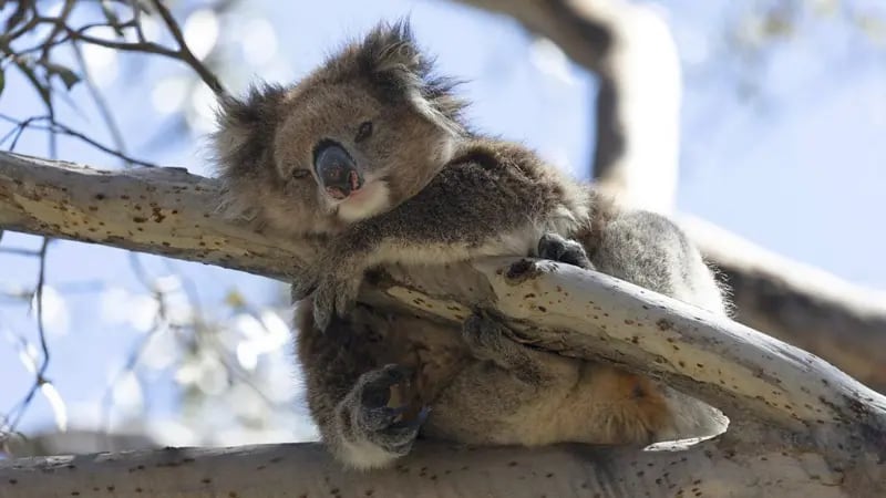 El lugar que tiene la clave para salvar a los koalas de la epidemia de clamidia que amenaza con extinguirlos