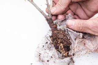 Cómo multiplicar arbustos y enredaderas con una técnica simple y segura