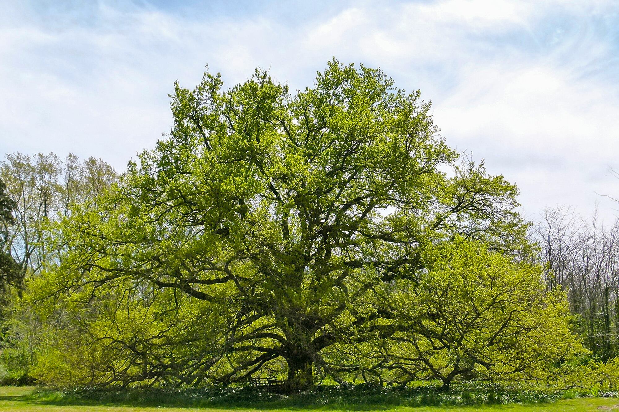 La imponente silueta del Quercus robur