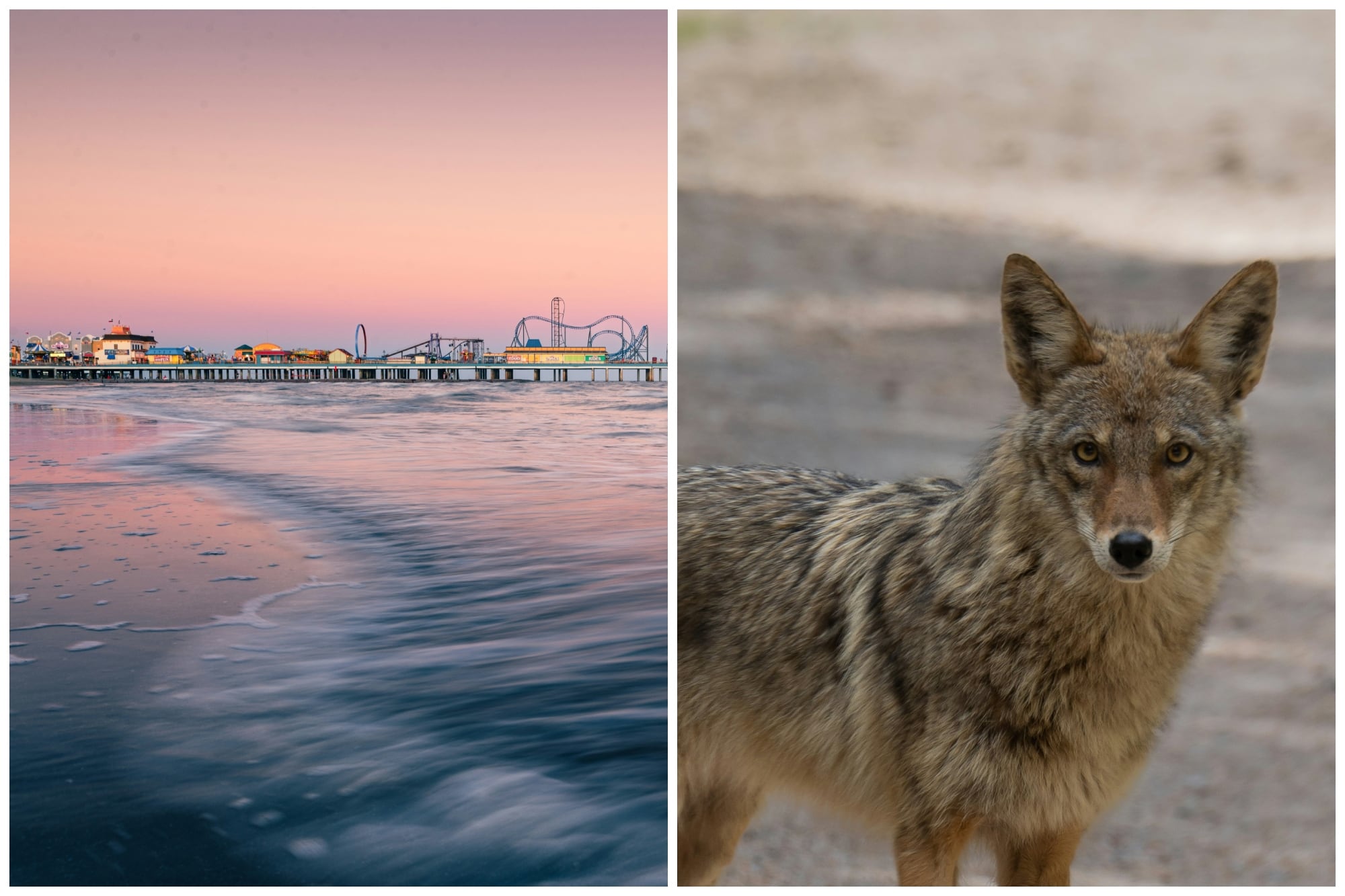 Apareció en manada: el animal salvaje que irrumpió en las playas de Texas a días del comienzo del verano