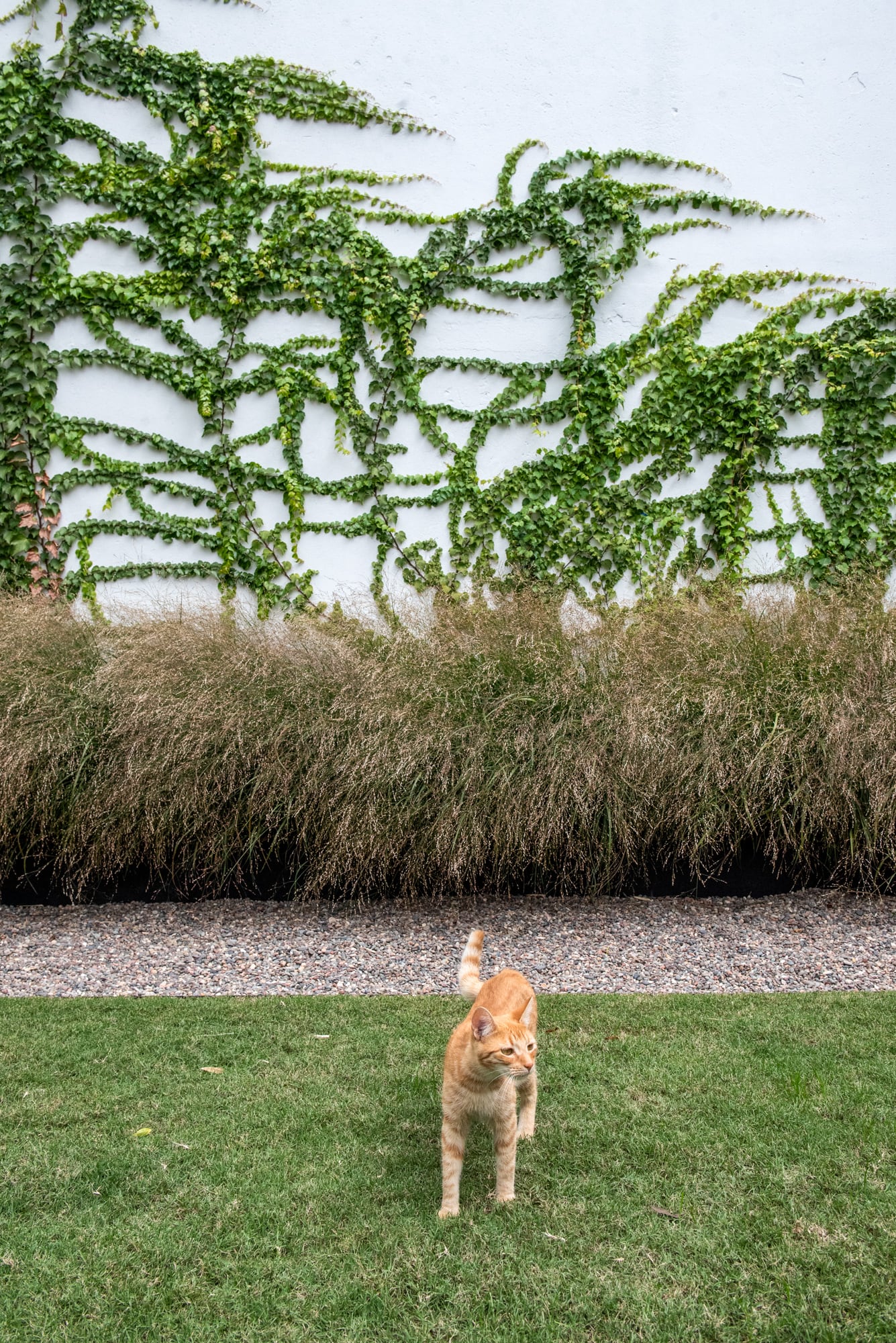 Diseño, plantas y hábitos se articulan para que humanos, animales y naturaleza convivan en equilibrio
