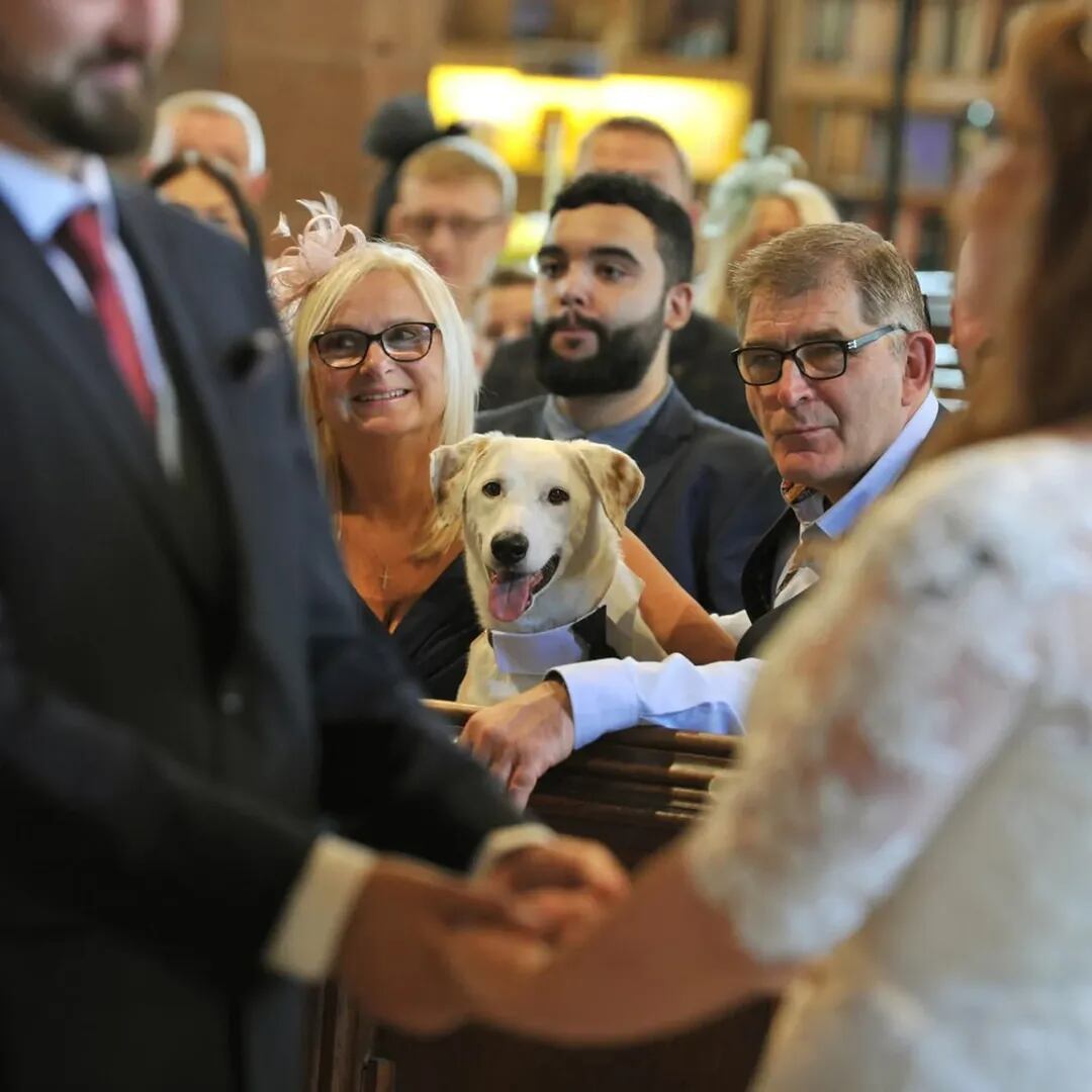 Bruno también fue el portador de los anillos en la boda de sus dueños (Foto: Instagram @brunothedeafdog)