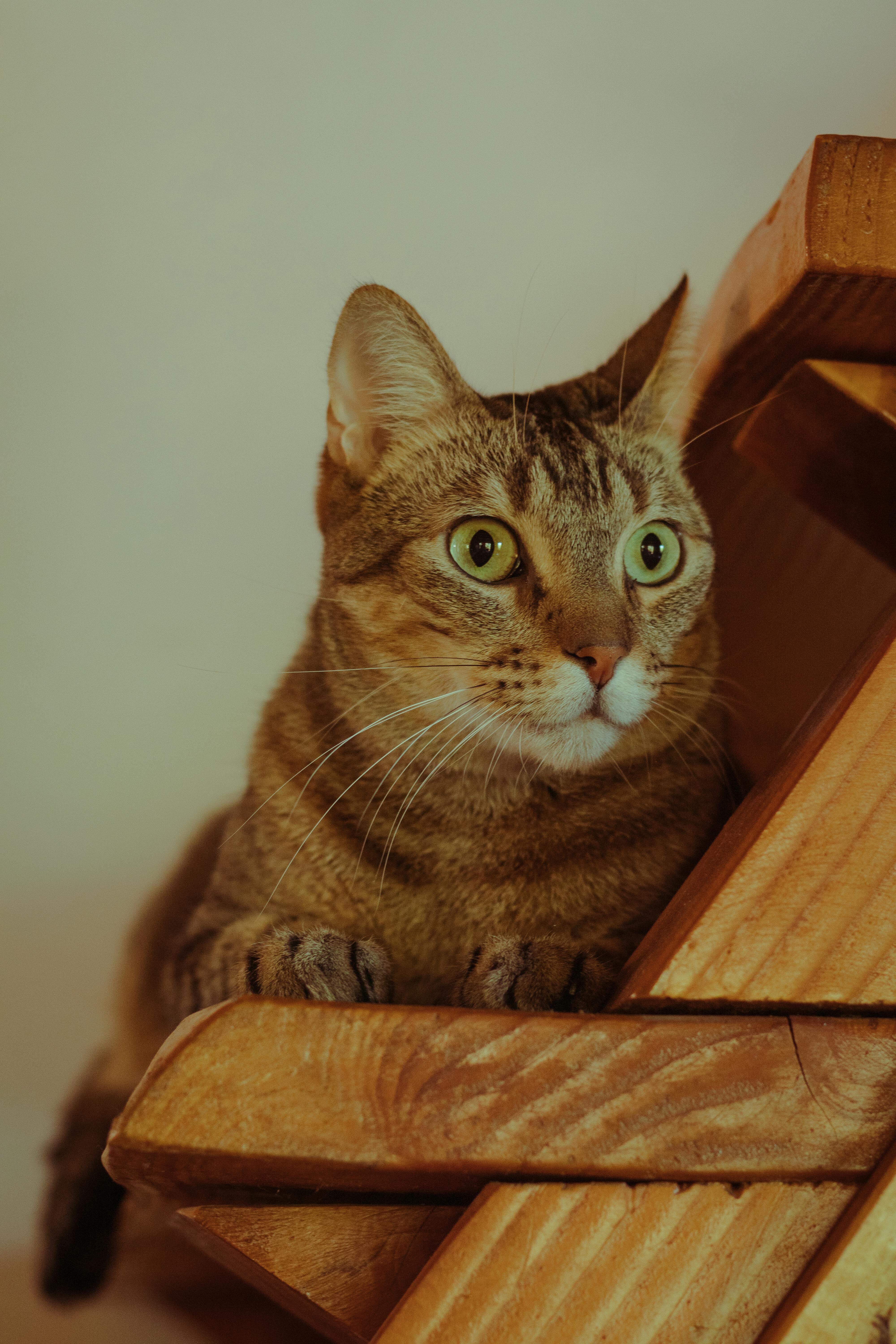 Los areneros de los gatos deben estar en un lugar tranquilo y ser lo suficientemente grandes para que puedan escarbar sin problemas