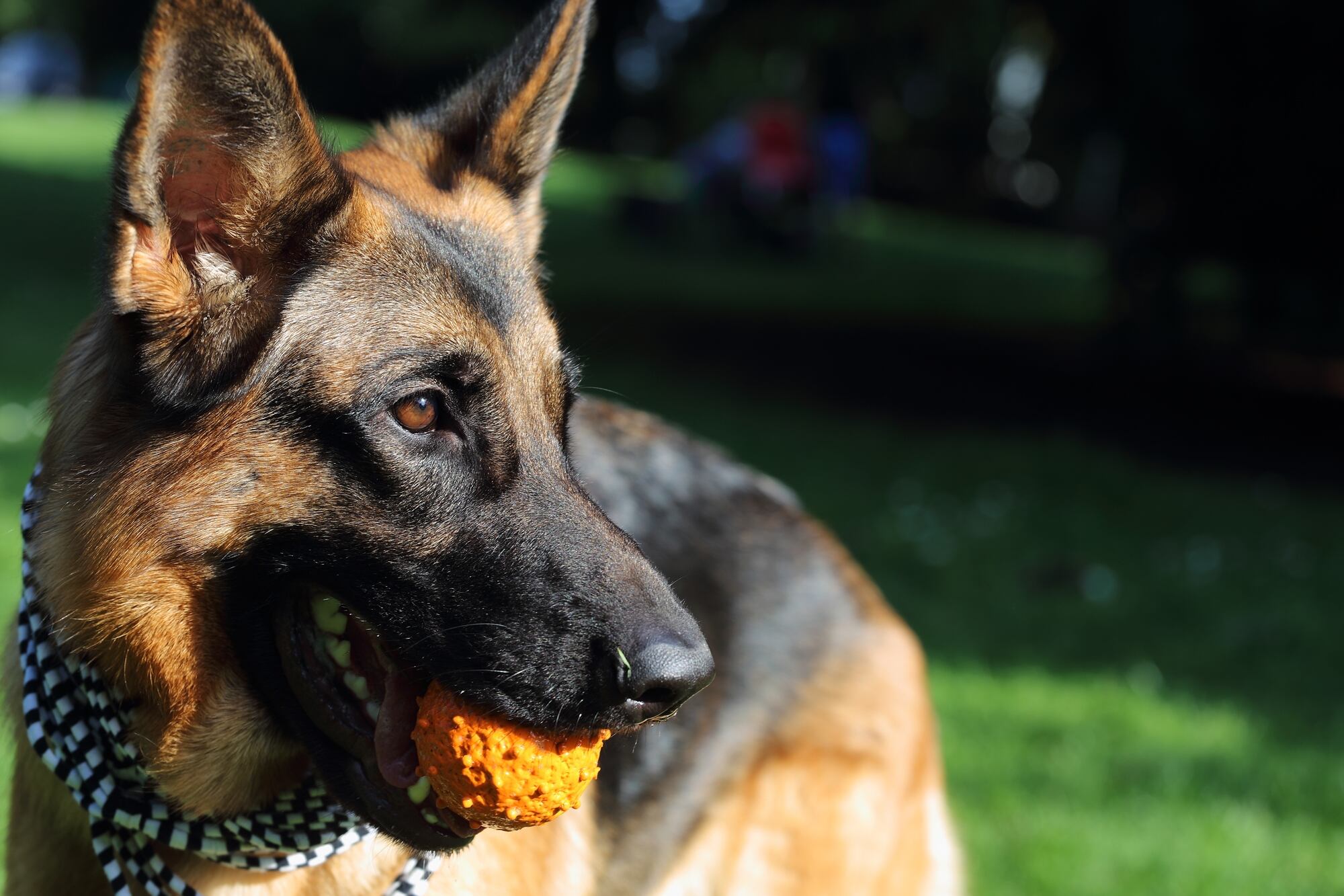 Los mejores, los más sabios perros del campo no aprendieron en ningún adiestramiento. Aprendieron mirando, oliendo, acompañando, errando. Se forjaron con barro, sol y alambre