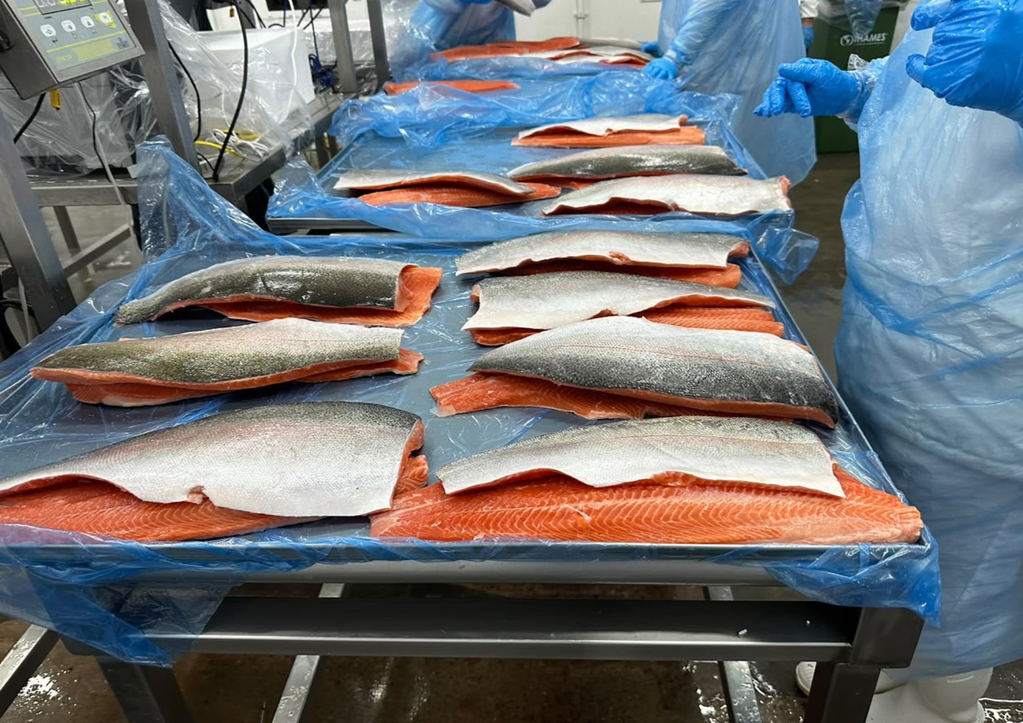 La soja, el maíz, el trigo y el girasol son algunas de las materias primas que pueden utilizarse para elaborar alimentos destinados a la cría de peces