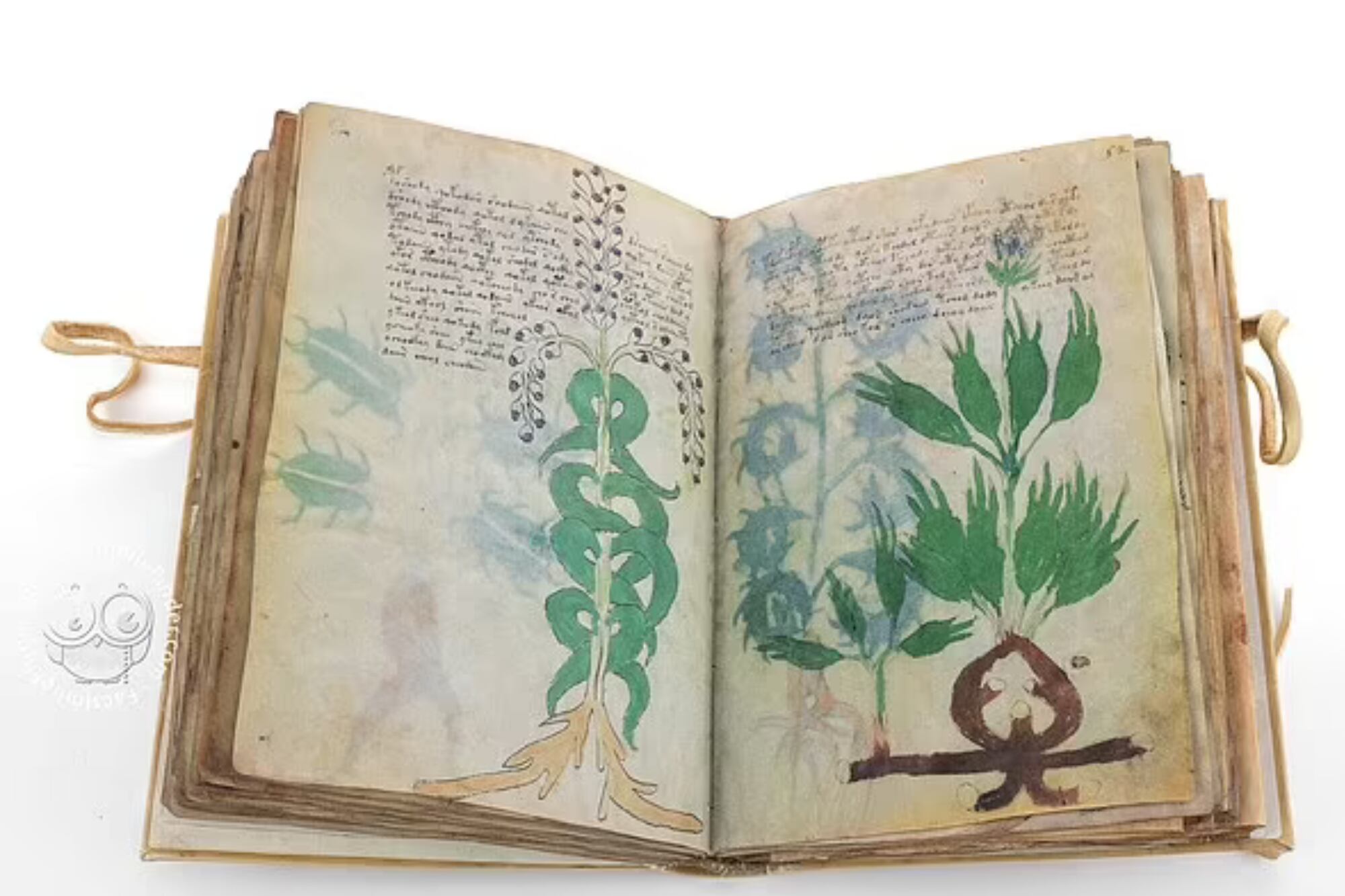 Descifraron qué dice un manuscrito de hace 600 años y su contenido resultó tener ilustraciones subidas de tono