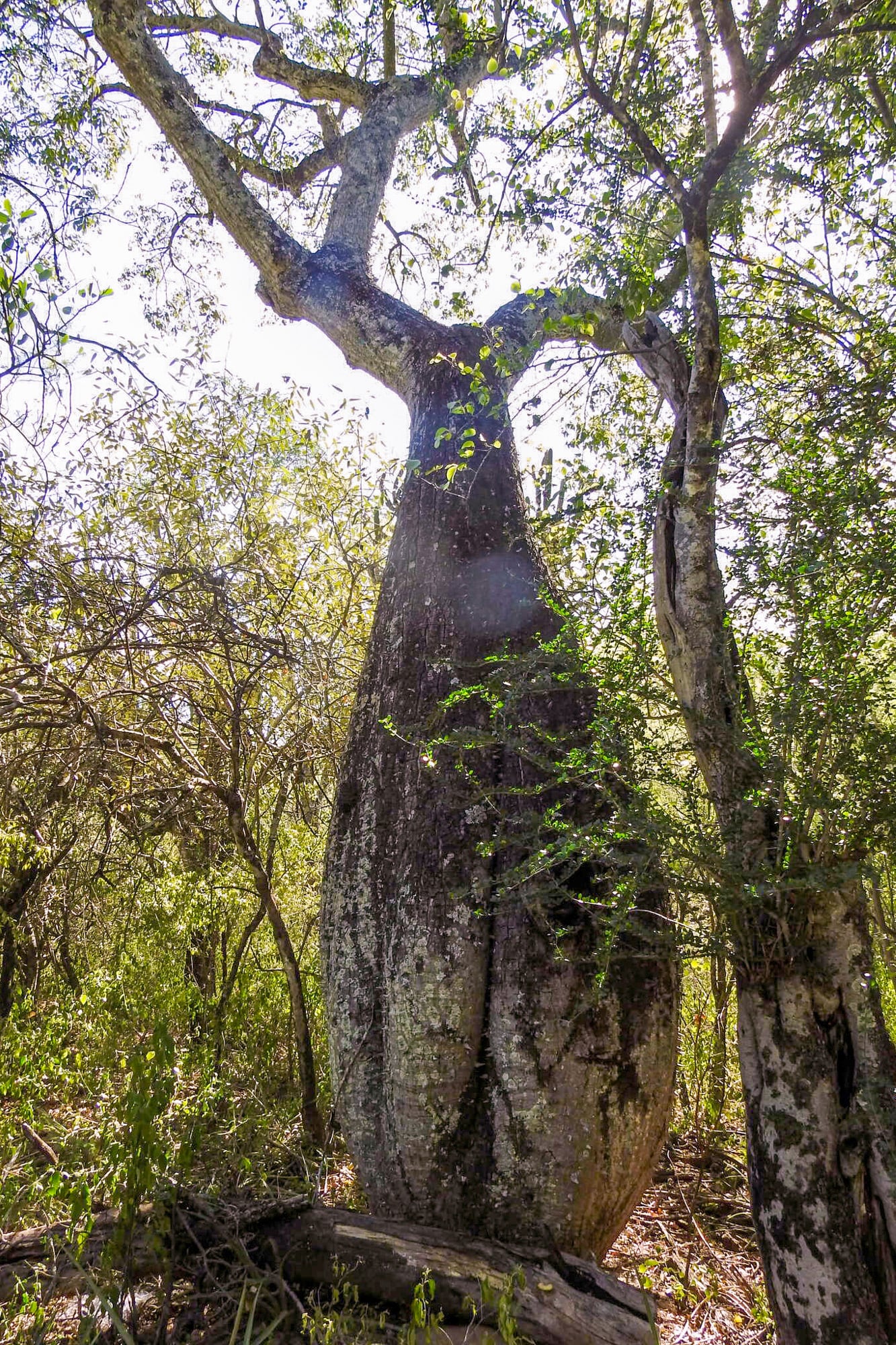 No es solo uno de los árboles más llamativos del paisaje argentino: también es una de sus suculentas más sorprendentes