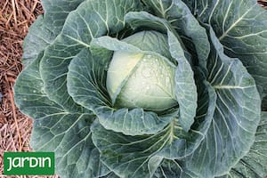 Descubrí cómo los repollos y alcauciles pueden transformar tu jardín en una obra de arte