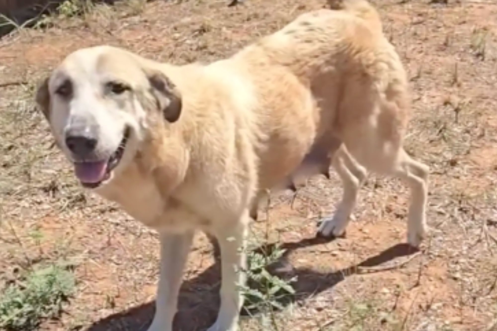 Escapó de una casa abandonada para buscar ayuda y logró salvar a sus cachorros