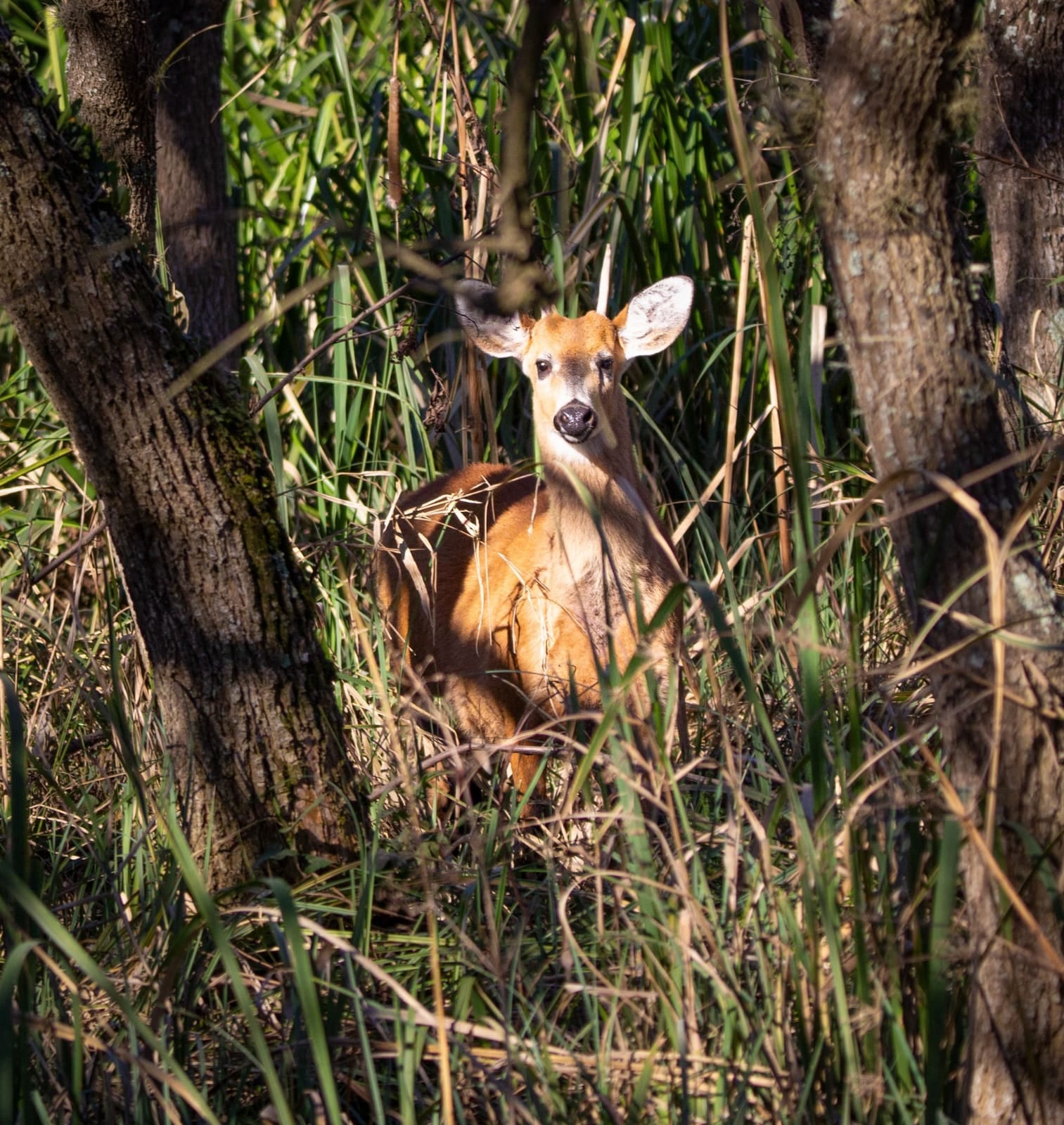 “Pese a ser la especie emblema de nuestro parque, en los circuitos habilitados actualmente es realmente muy difícil ‘cruzar’ un ciervo, ya que los senderos no transitan por el humedal. Desde el Mirador Principal y el mirador de la Barranca, con binoculares, es posible divisarlos si se tiene la vista afinada”, advierte Canteros