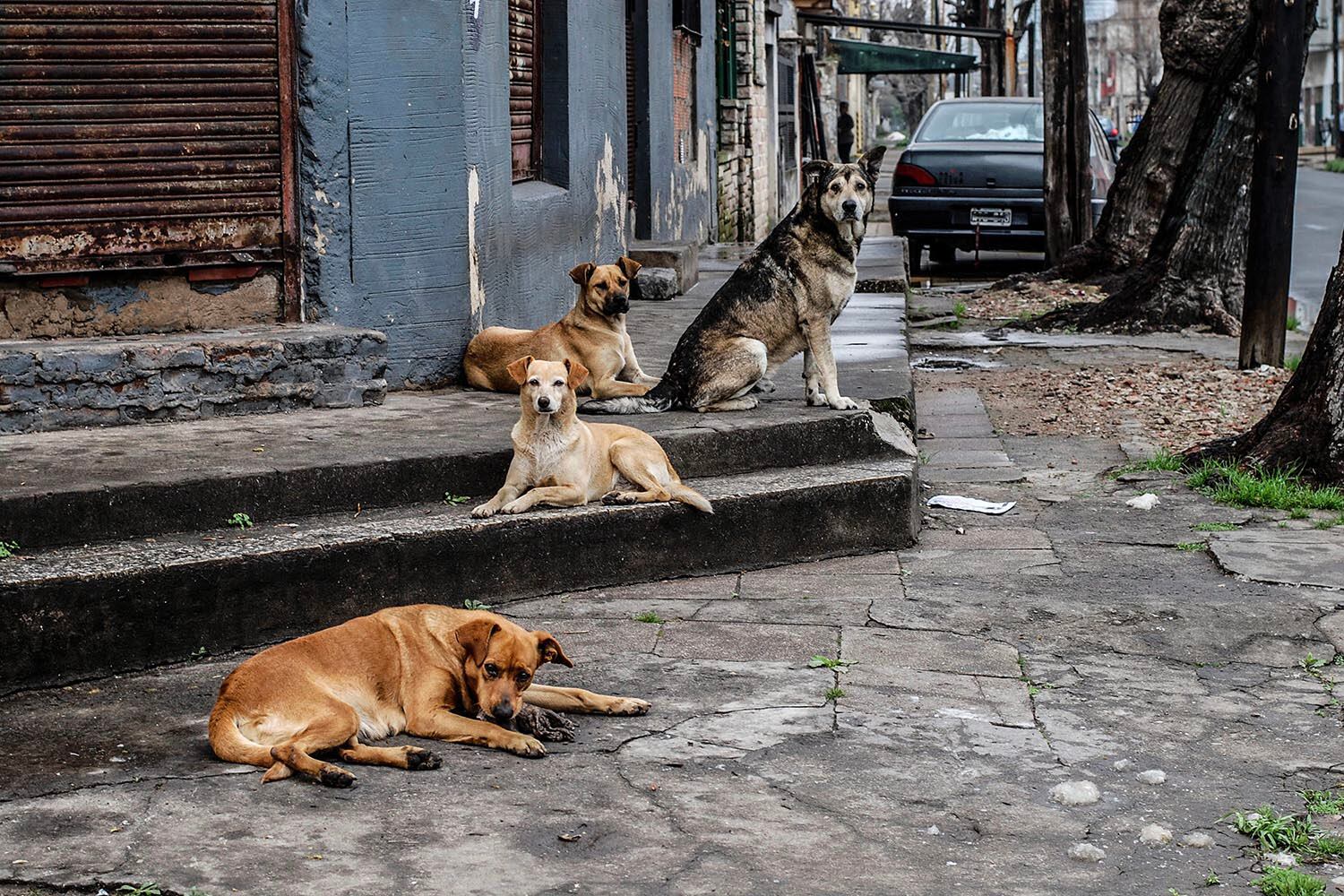 Una de perros, aportada por el usuario @gerardo.korn