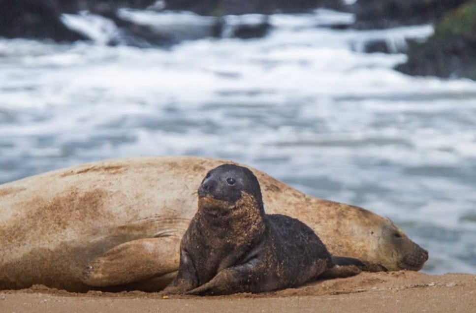 Se agrandó la familia: un joven elefante marino se instaló junto a Alfredito y su madre en una playa de Mar del Plata