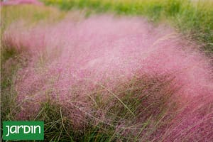 Cuál es la planta que todos los paisajistas buscan para sumar a sus diseños y por qué