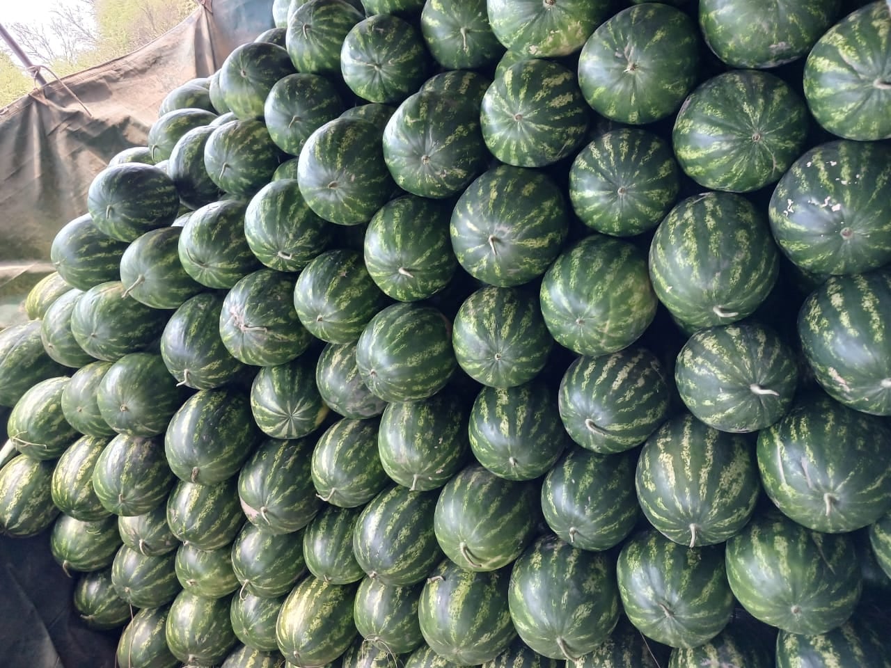 La sandía de la primera cosecha, cuya exportación se hizo a granel