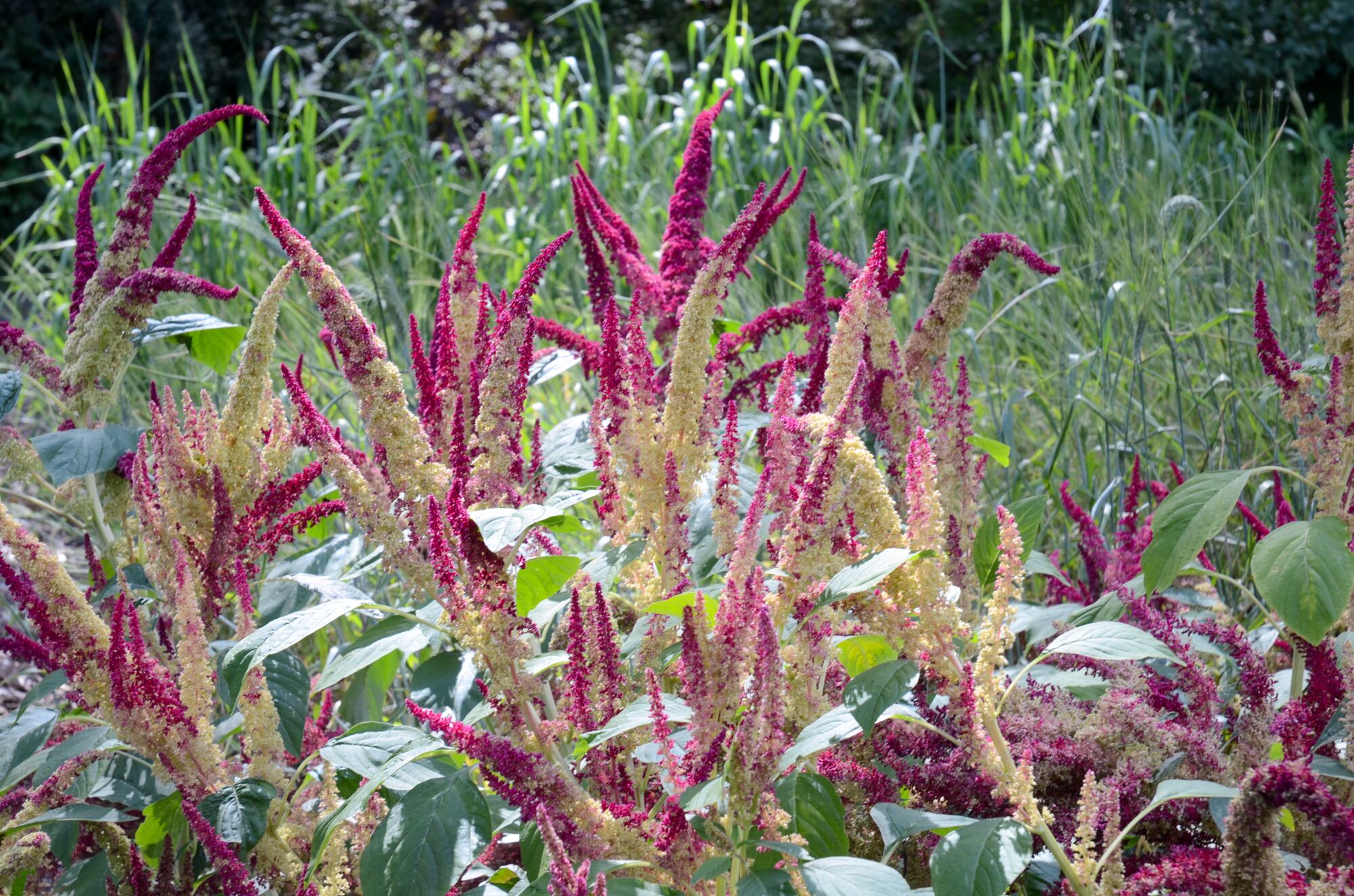 El amaranto es una planta hiperacumuladora de lluvia ácida, contaminada por productos azulfurados. Su efecto descontaminante se suma a su belleza.