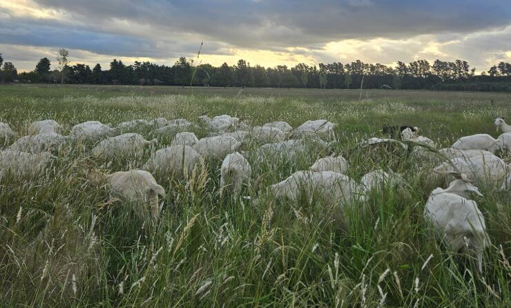 Elise de Rincquesen se instaló en Mercedes y creó Champs-Élysées, un tambo artesanal donde elabora quesos lácticos poco conocidos en el país, con 80 cabras y un método que respeta al medio ambiente